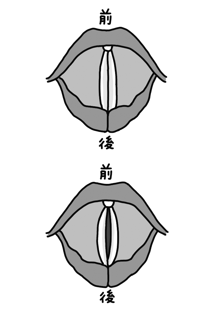 声帯イラスト