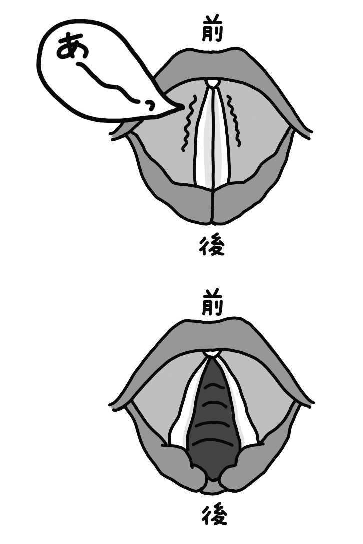 正常の発声時、正常の呼吸時