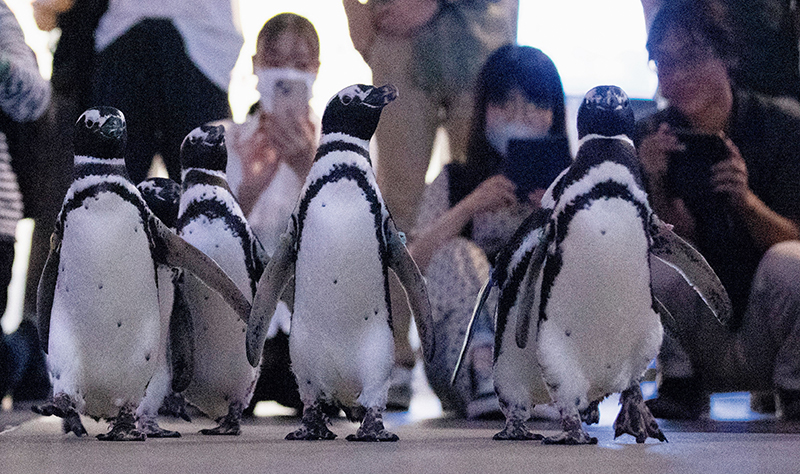 マゼランペンギンたち