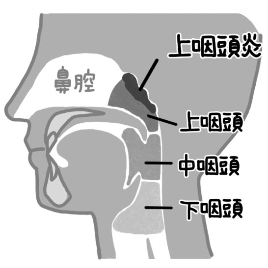 上咽頭の図