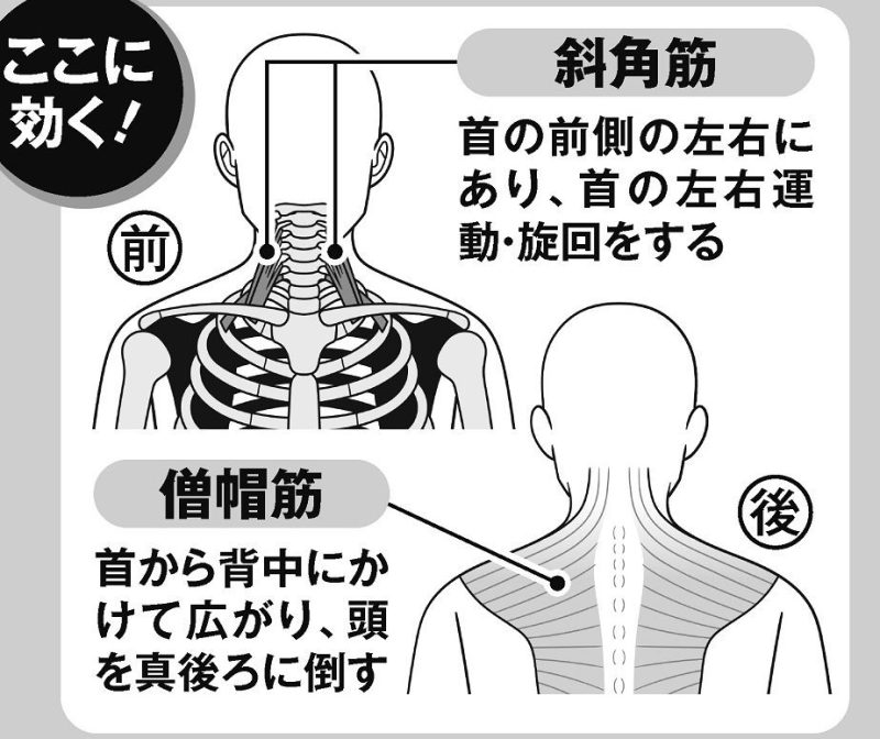 僧帽筋に効く