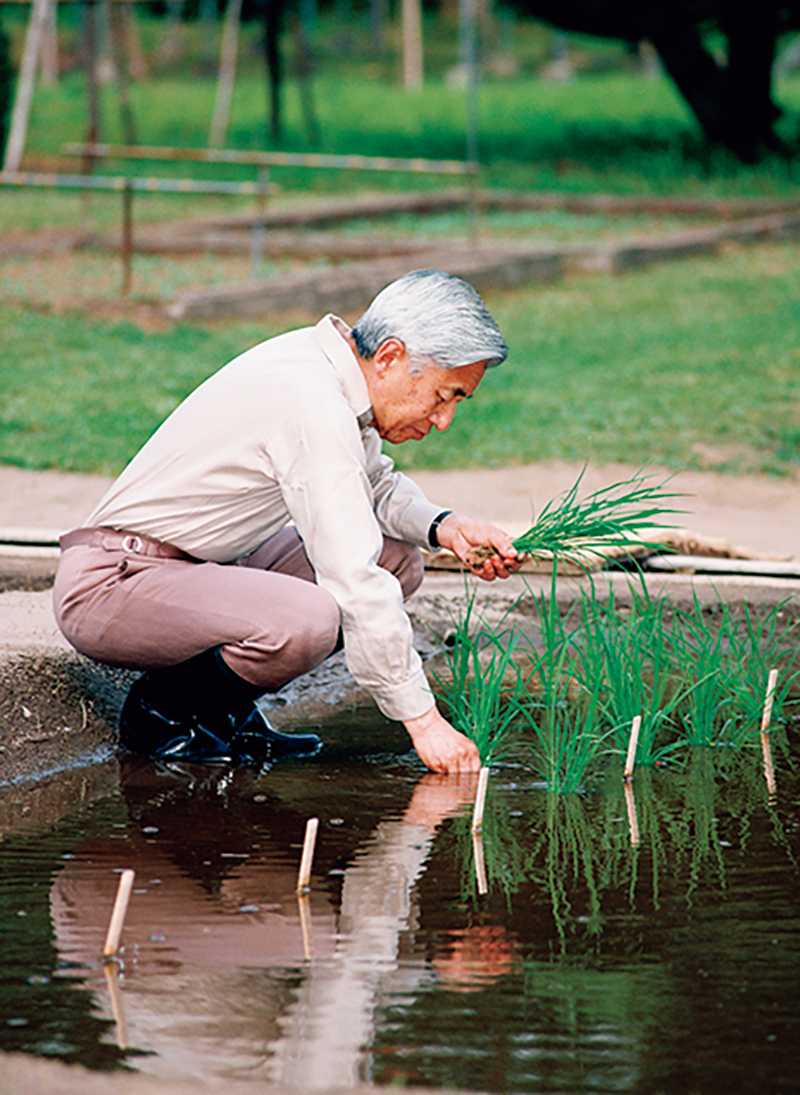 お田植え