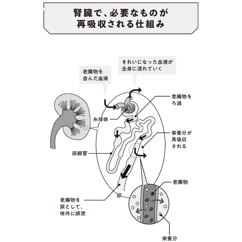 腎機能の解説図