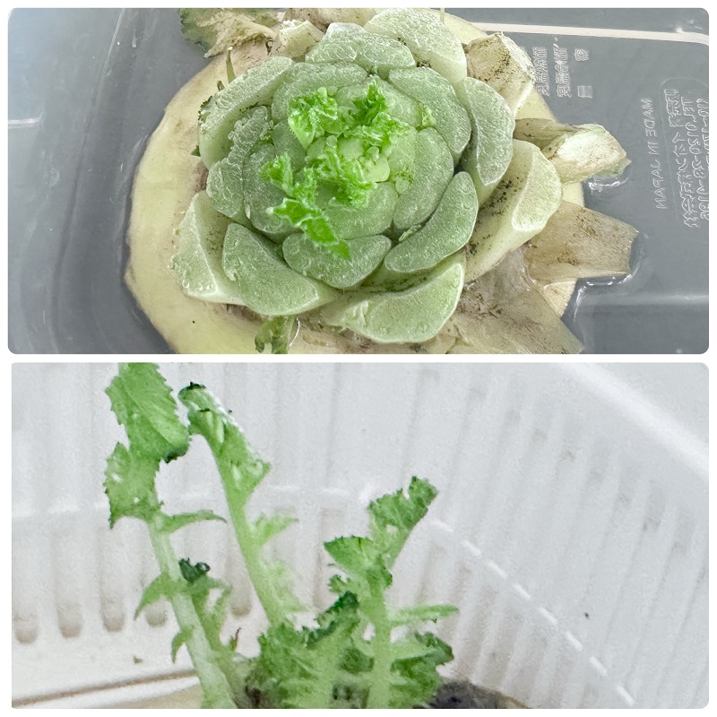 青々としておいしそう