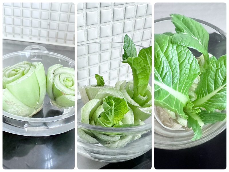 小松菜もリボベジに適した野菜