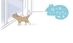 猫が母になつきません　第447話「かたい」