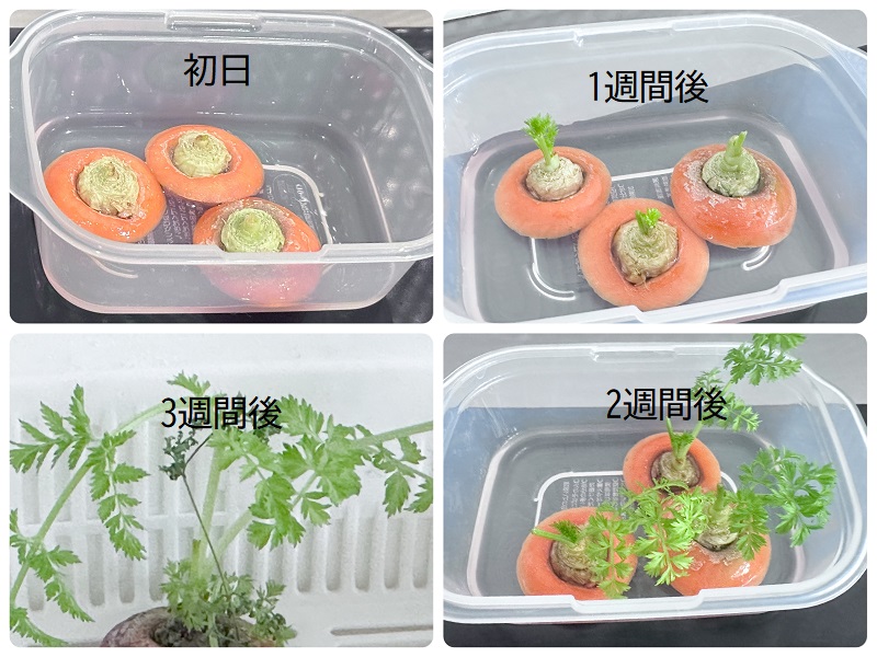 3週間でニンジンの葉っぱがふさふさに！