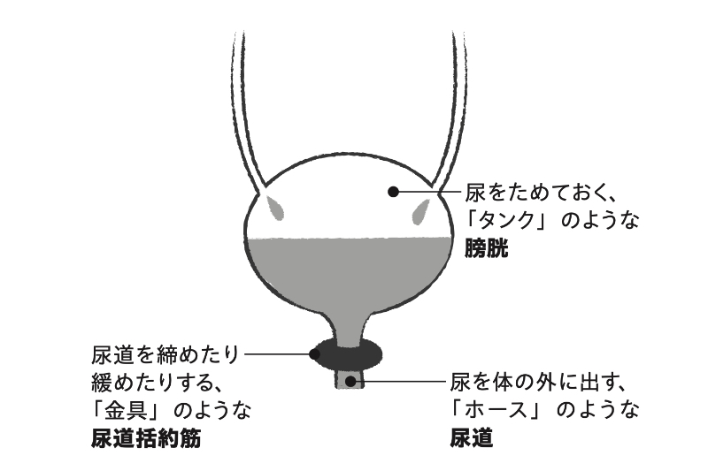 尿が出るしくみを図解