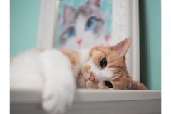 【名医が監修】目の不調を克服する「最強の目トレ」 トレーニング【5】「ピント合わせ&ぼかしを交互に見よう」|介護のなかま会員限定ダウンロードコンテンツ