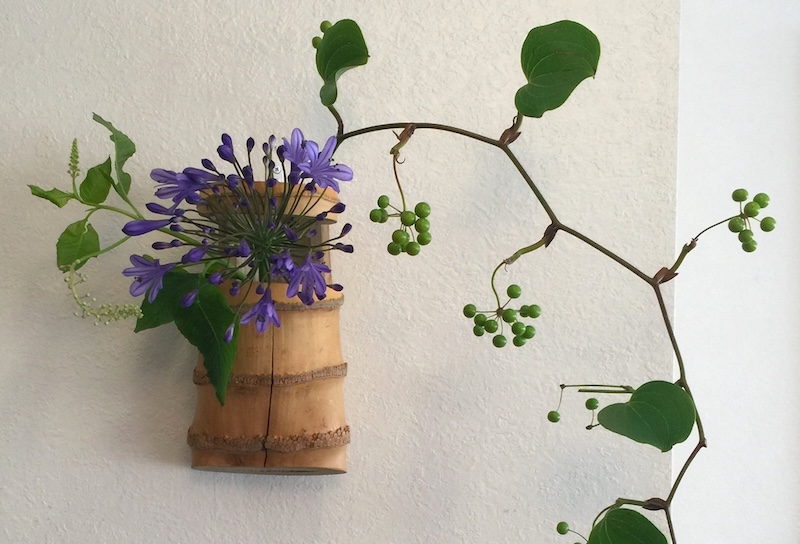 茶花