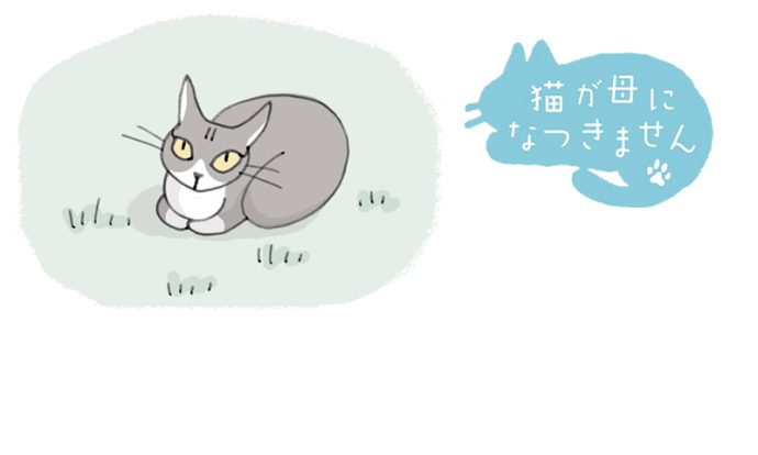 猫が母になつきません　第464話「けおされる・つづき」