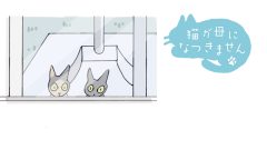 猫が母になつきません　第471話「よゆう」