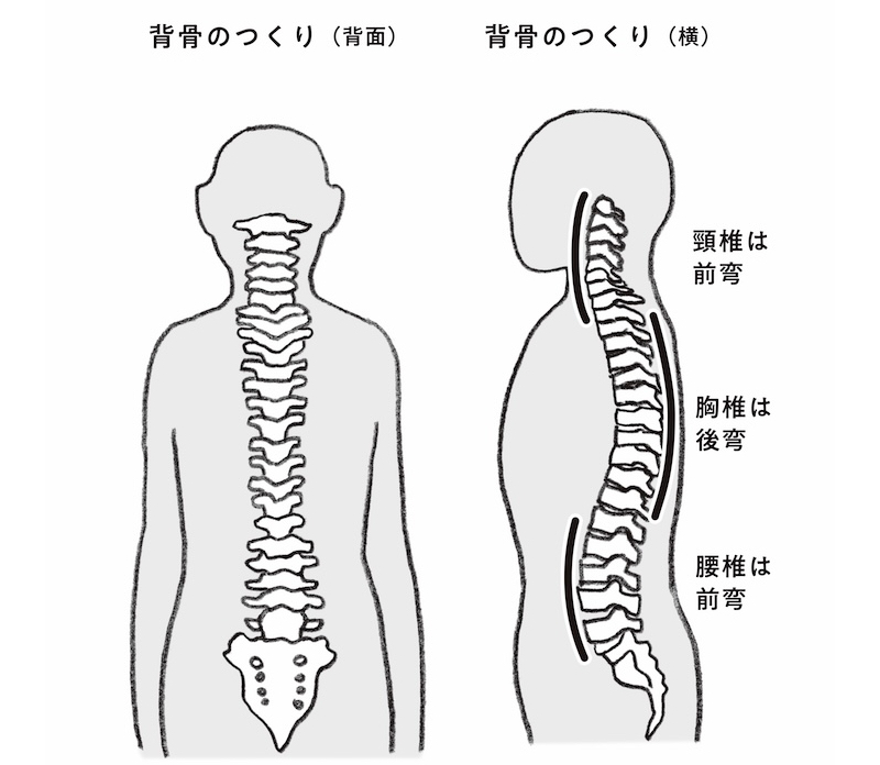 正しい背骨の状態を図解