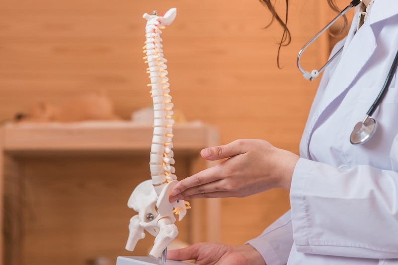 背骨の標本を持っている人