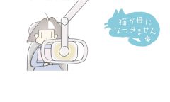 猫が母になつきません　第469話「はれる」