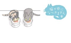 猫が母になつきません　第477話「たちいち」