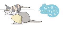 猫が母になつきません　第480話「みえない」