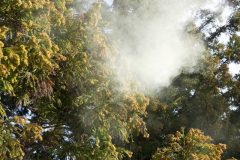 花粉対策に活用したい注目家電3選「外出前・帰宅直後などシーン別の使い方」を家電の達人がアドバイス