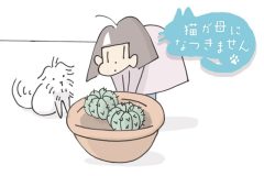 猫が母になつきません　第493話「さぼてん」