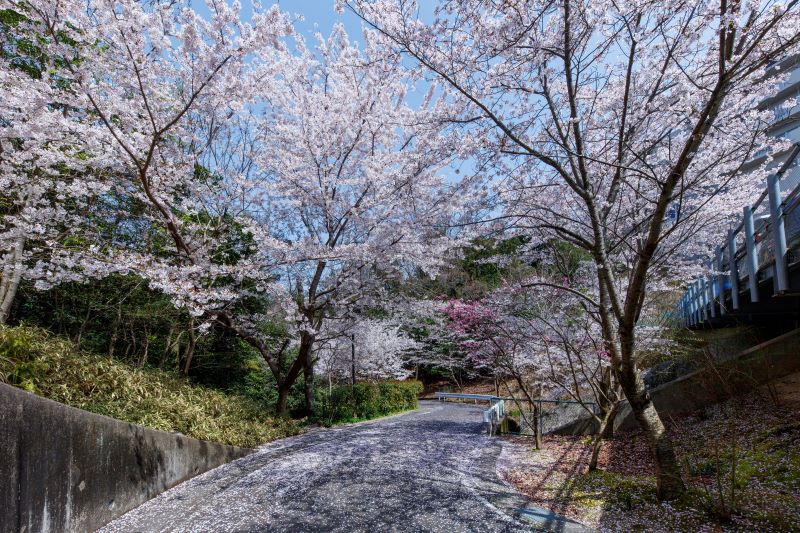 桜が咲く遊歩道